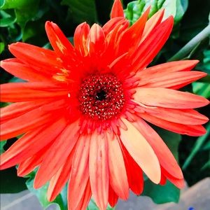 Meet your Posher, Joy